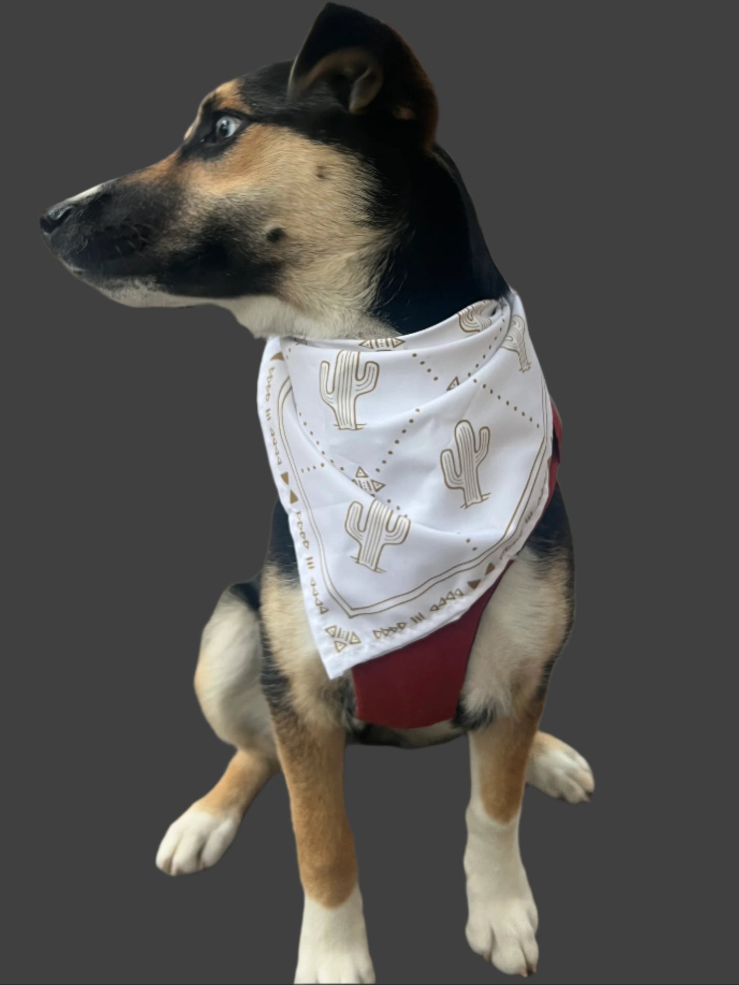 a dog that is sitting on a leash