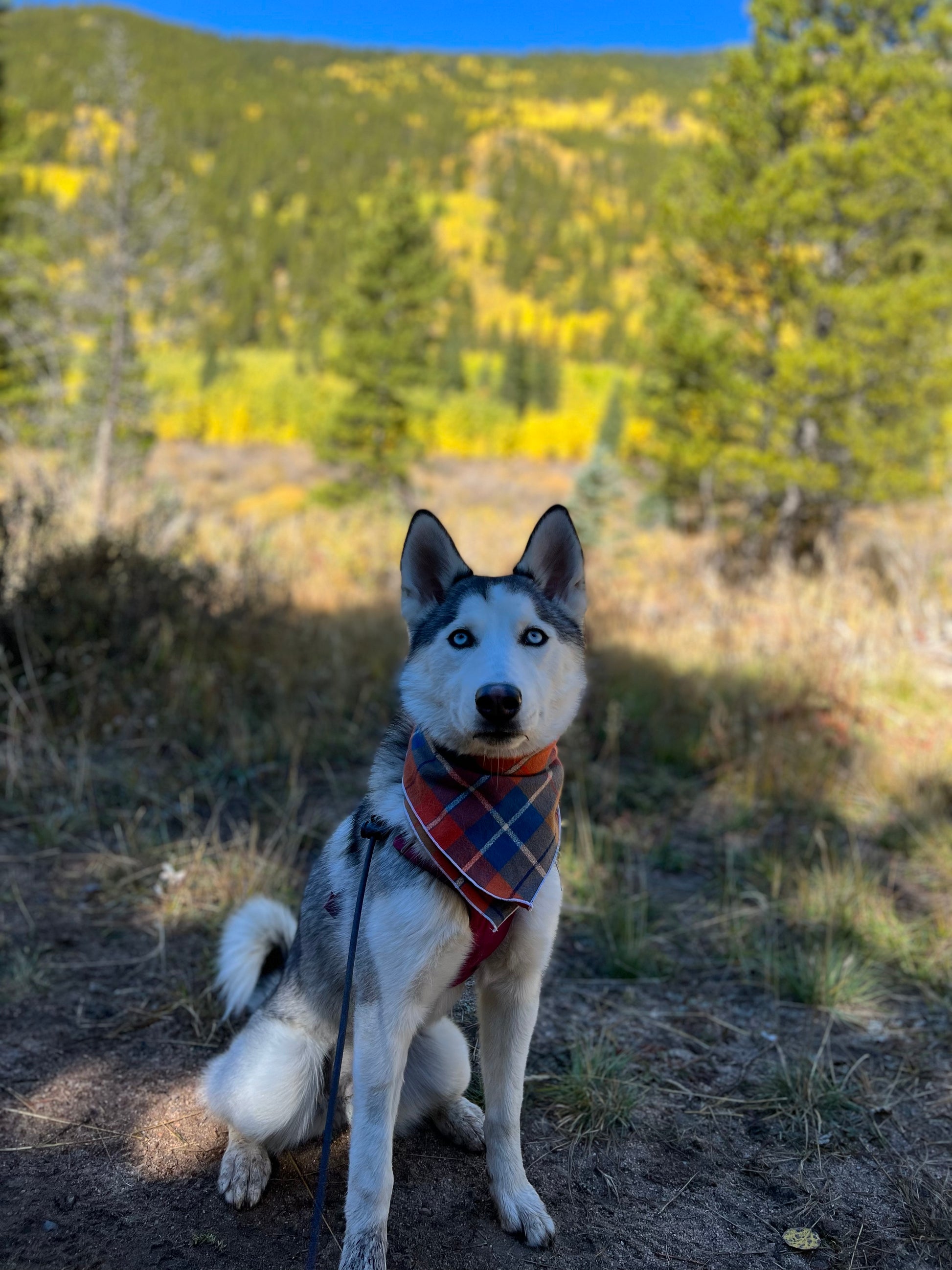 a dog that is sitting in the grass