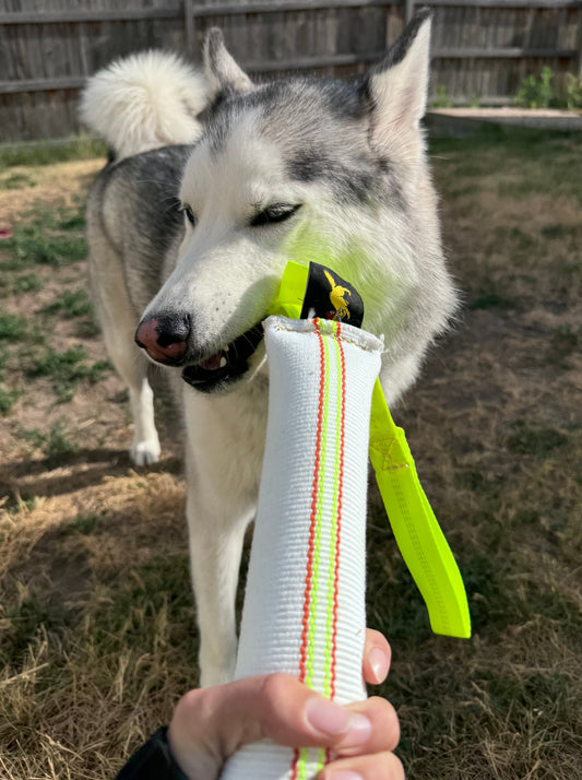 a person holding a dog with a dog