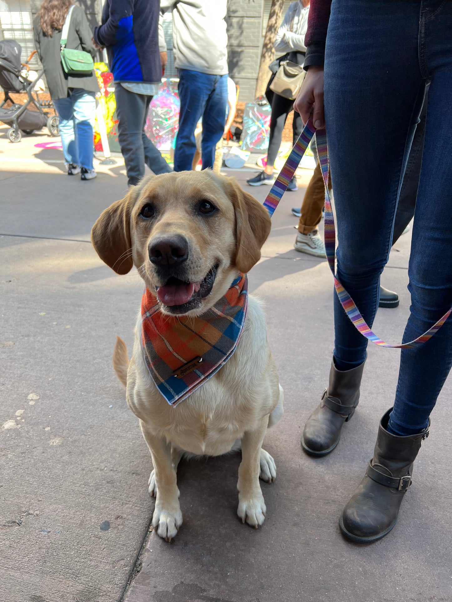 a dog standing on a sidewalk next to a woman