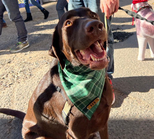 a dog that is wearing a green sweater