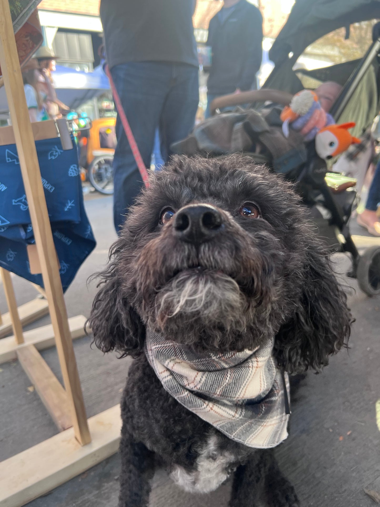 a dog wearing a dog bandana