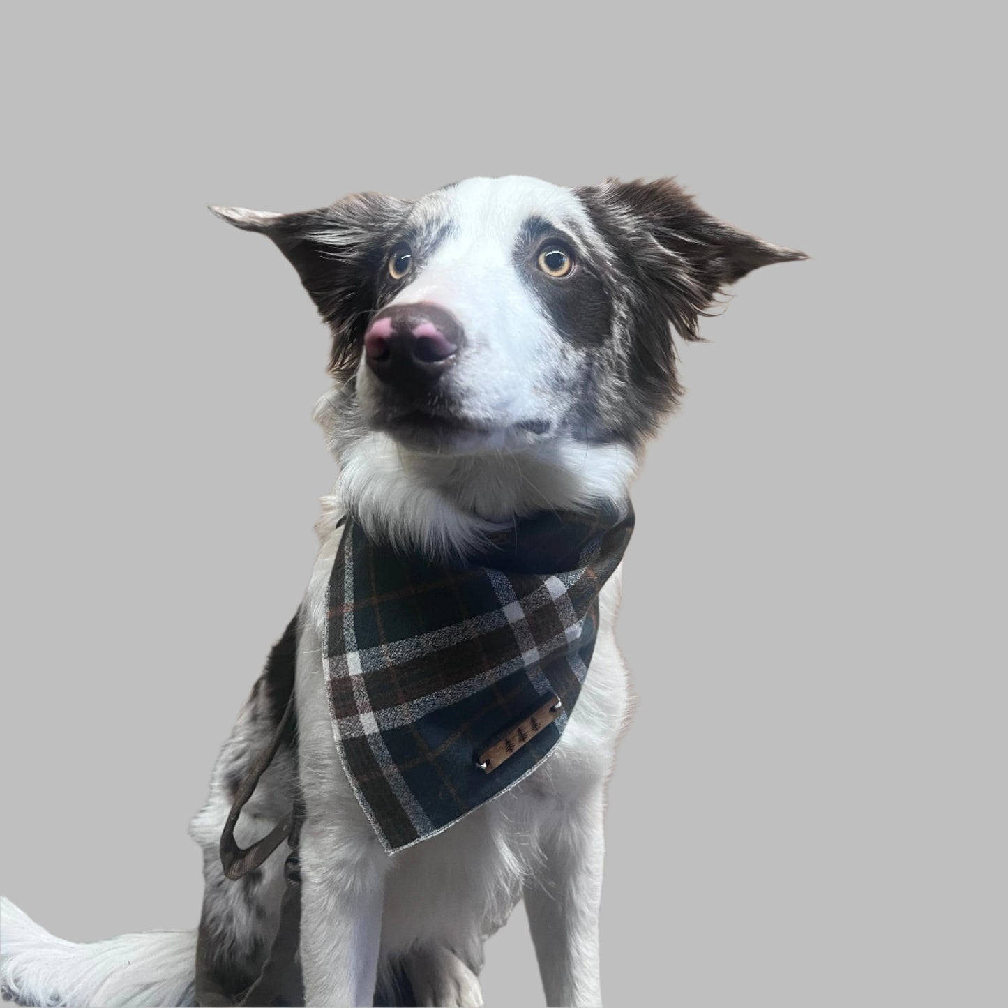a black and white dog is standing on a bench