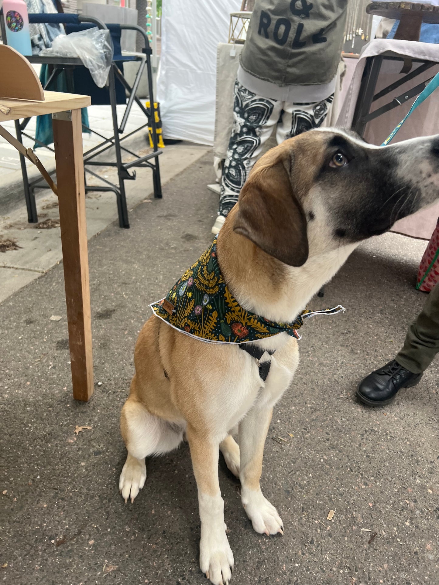 a brown and white dog standing on a sidewalk