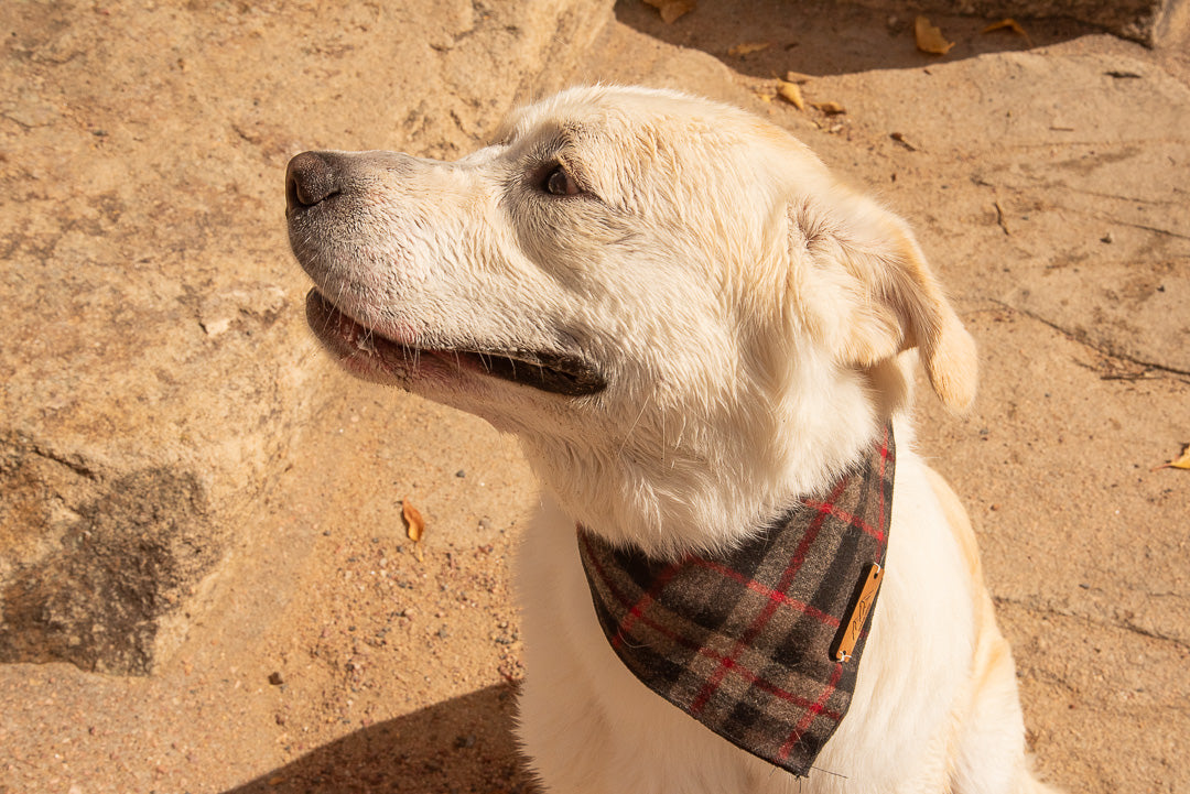 The Peak Wool Bandana