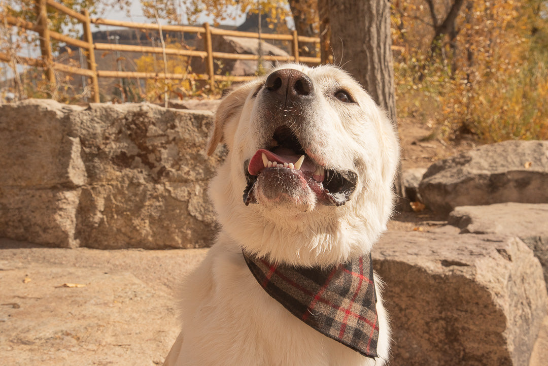 The Peak Wool Bandana