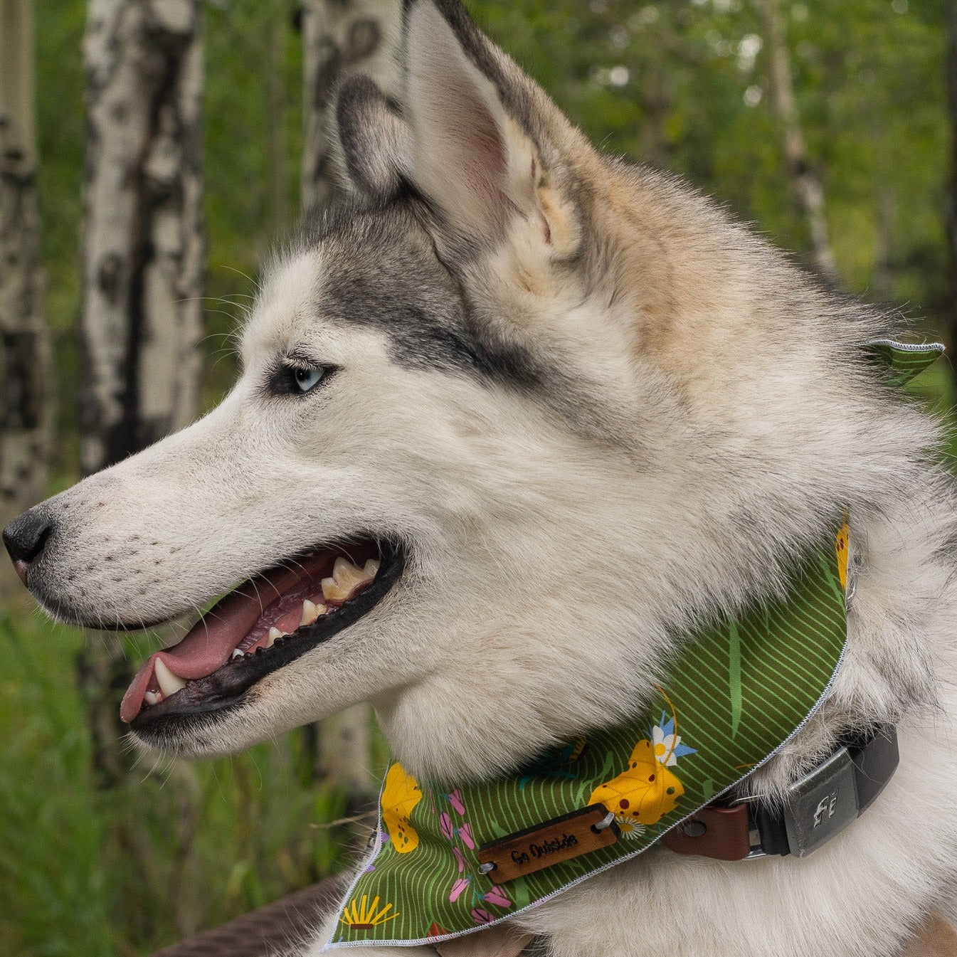 a dog that is sitting on a leash