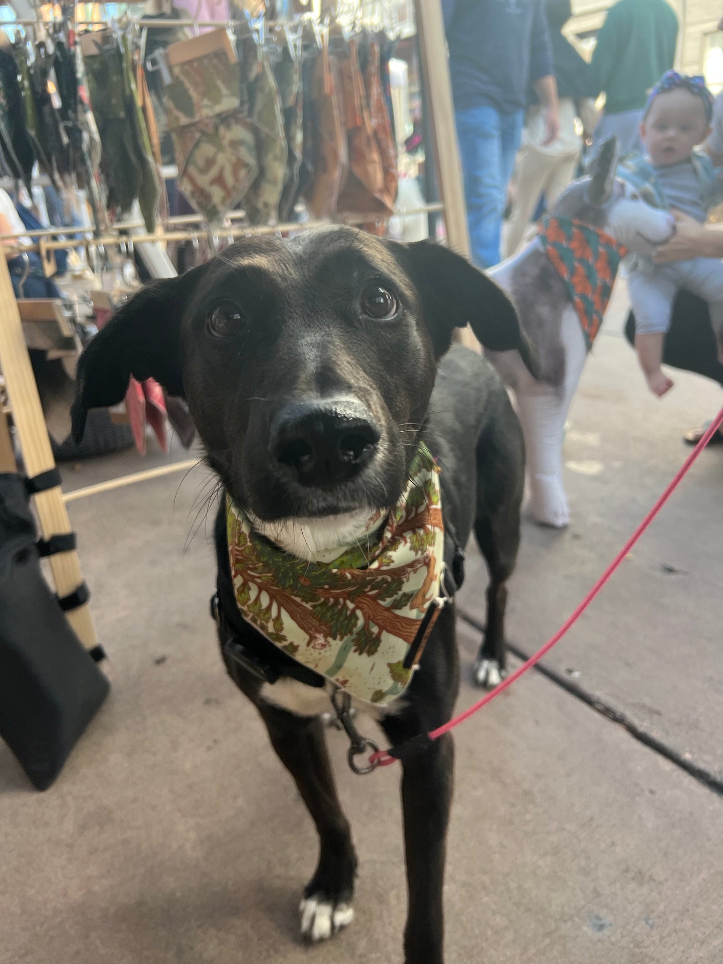 a black and brown dog standing on a leash