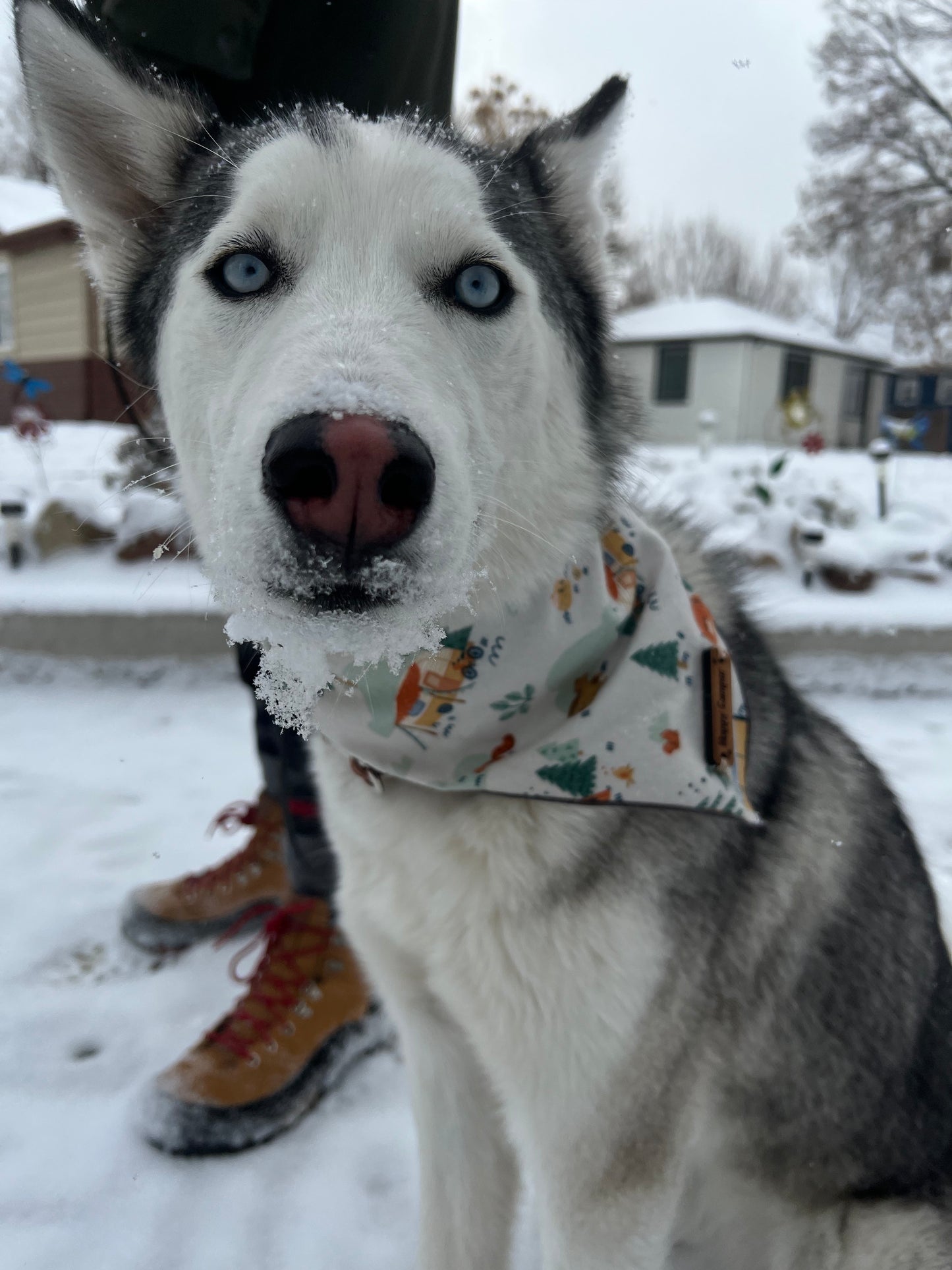 a dog that is sitting on a sidewalk