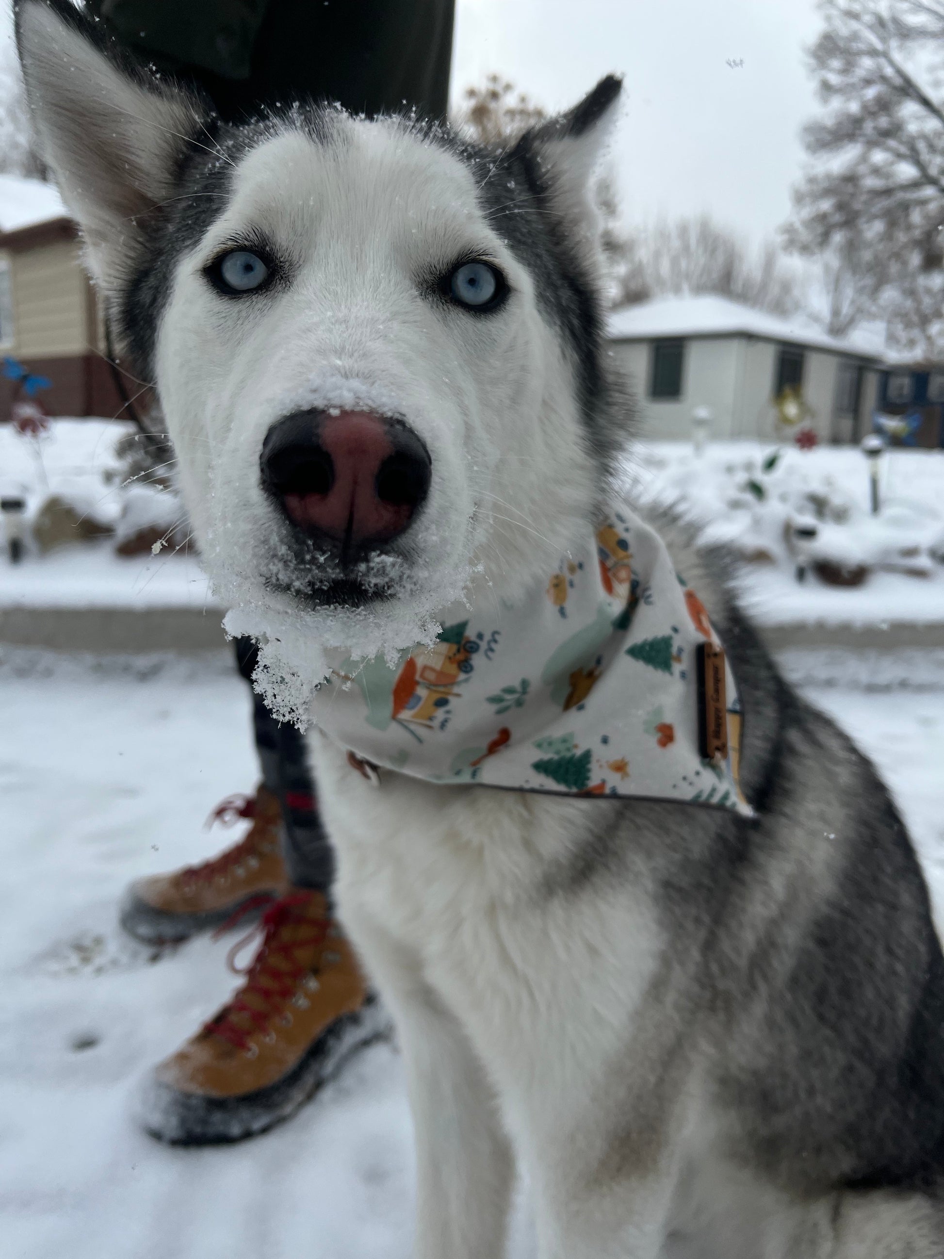 a dog that is sitting on a sidewalk