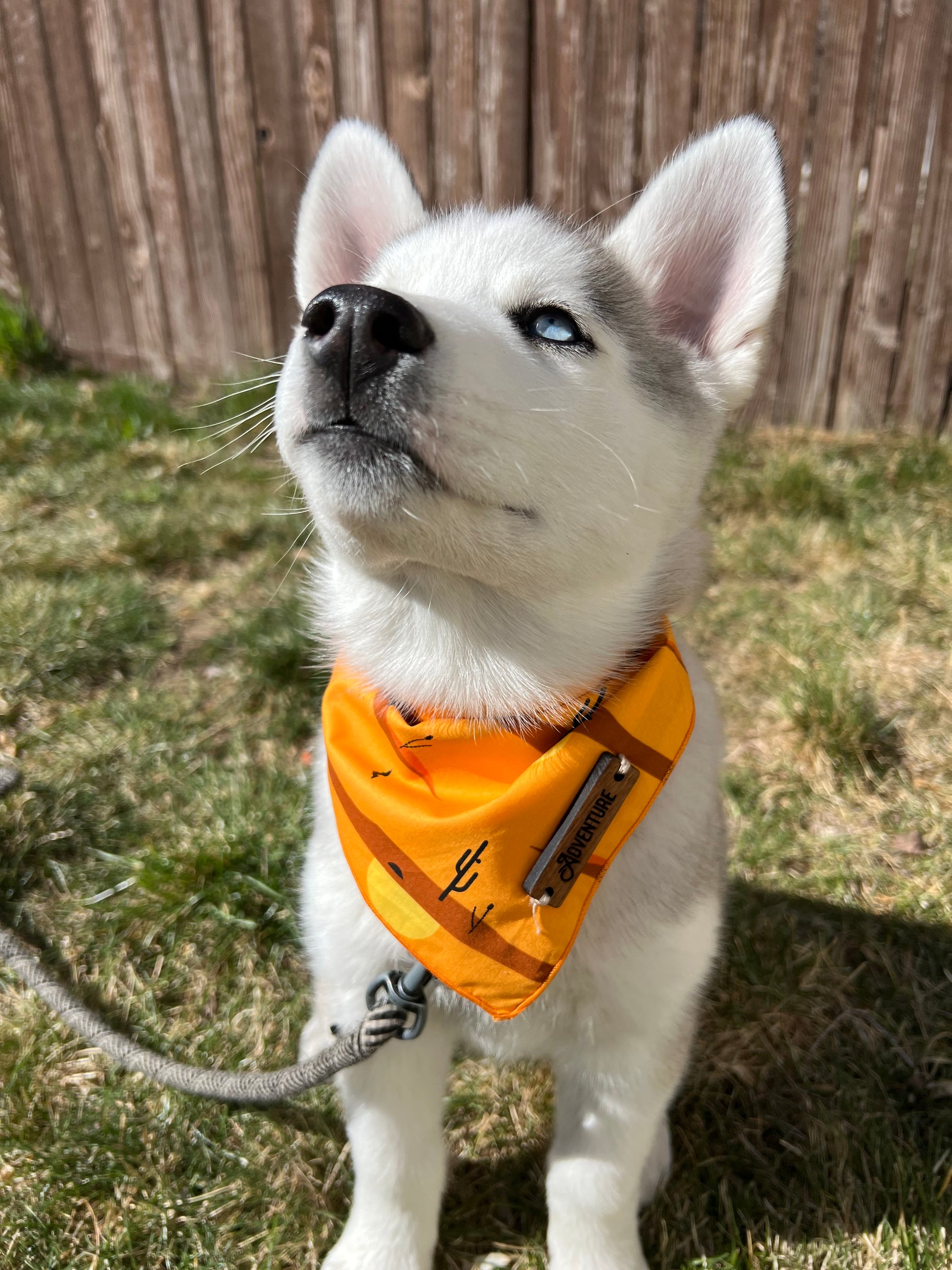 a small dog wearing a orange and white sweater