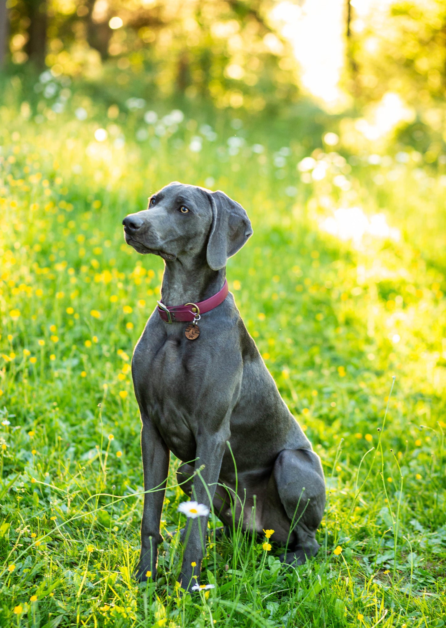 a small dog is sitting in a grassy field