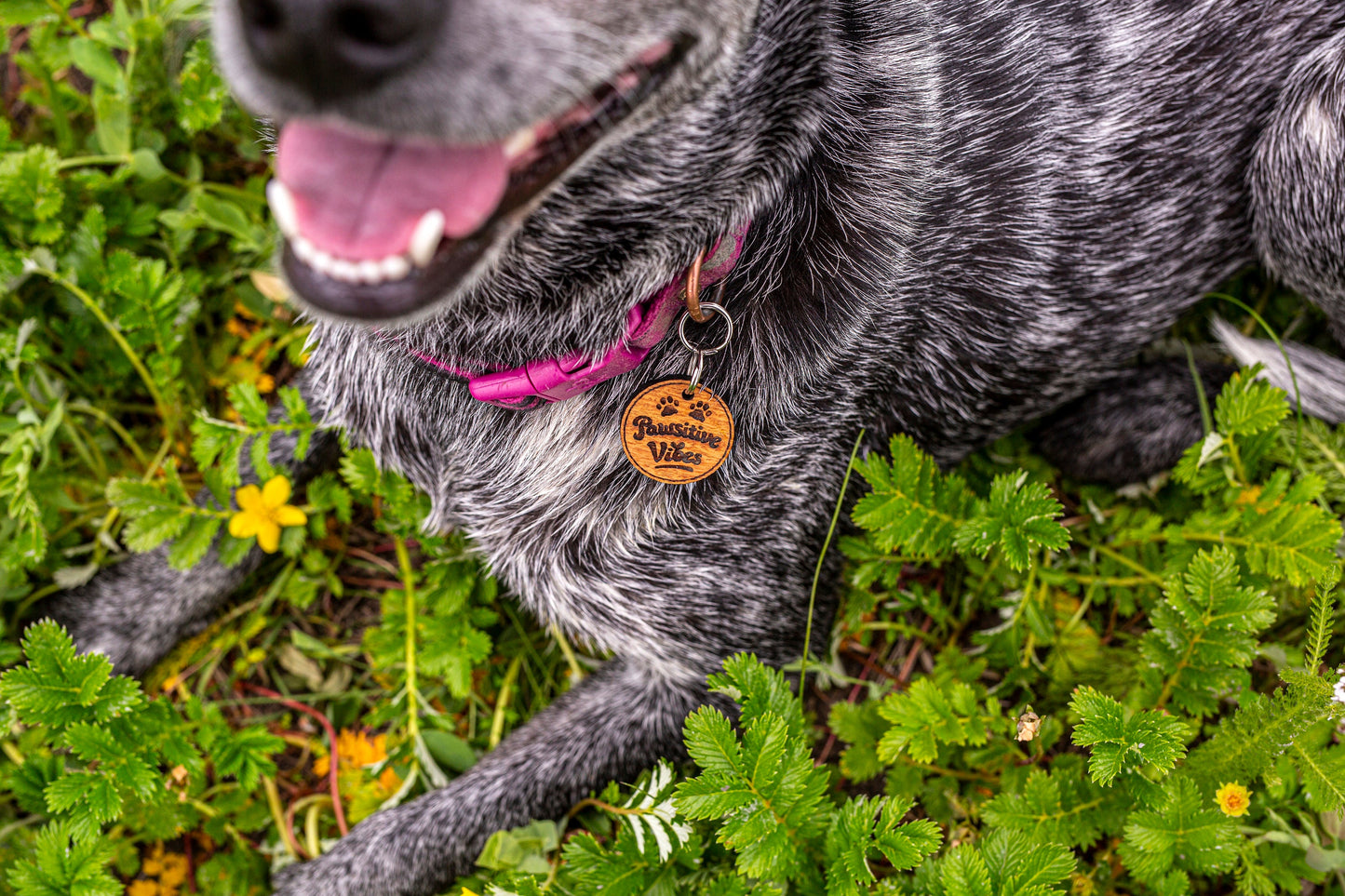Pawsitive Vibes Pet ID Tag