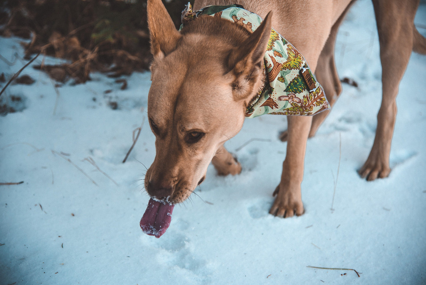 a dog that is standing in the sand