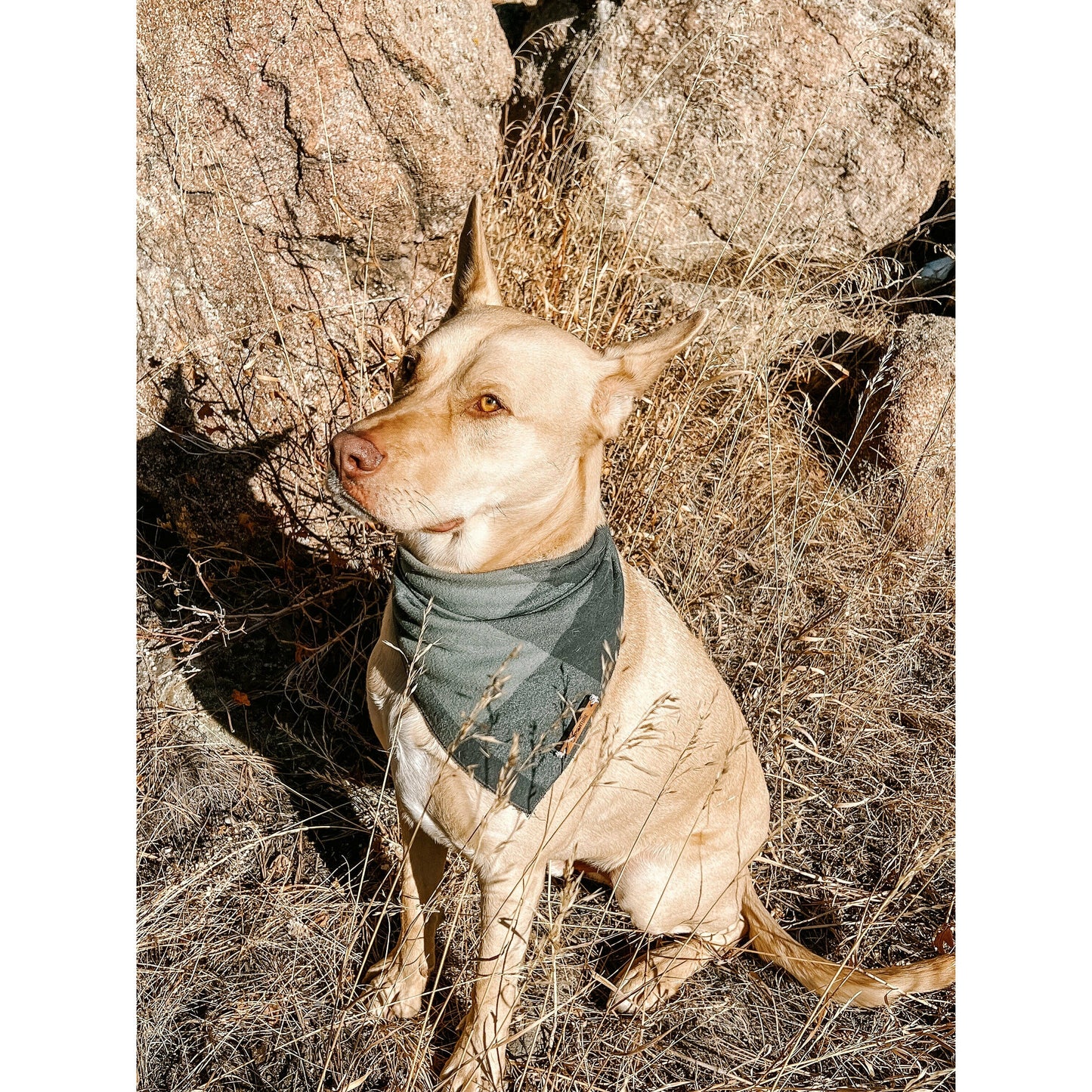 a dog sitting on a rock next to a dog