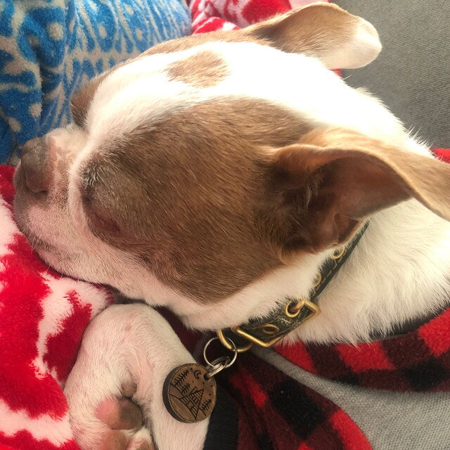 a brown and white dog laying on a couch