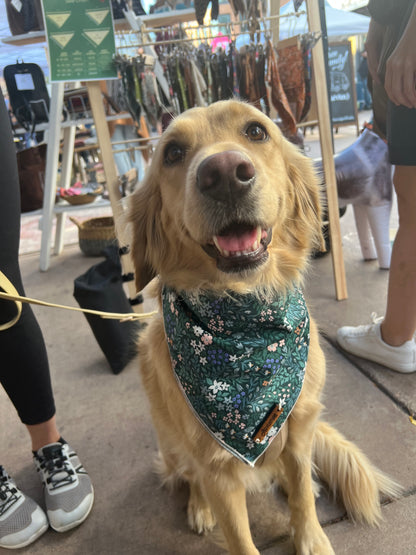 a dog that is standing on a leash 