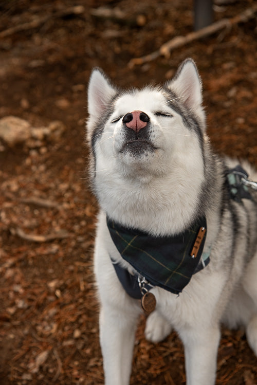 The Alpine Flannel Bandana