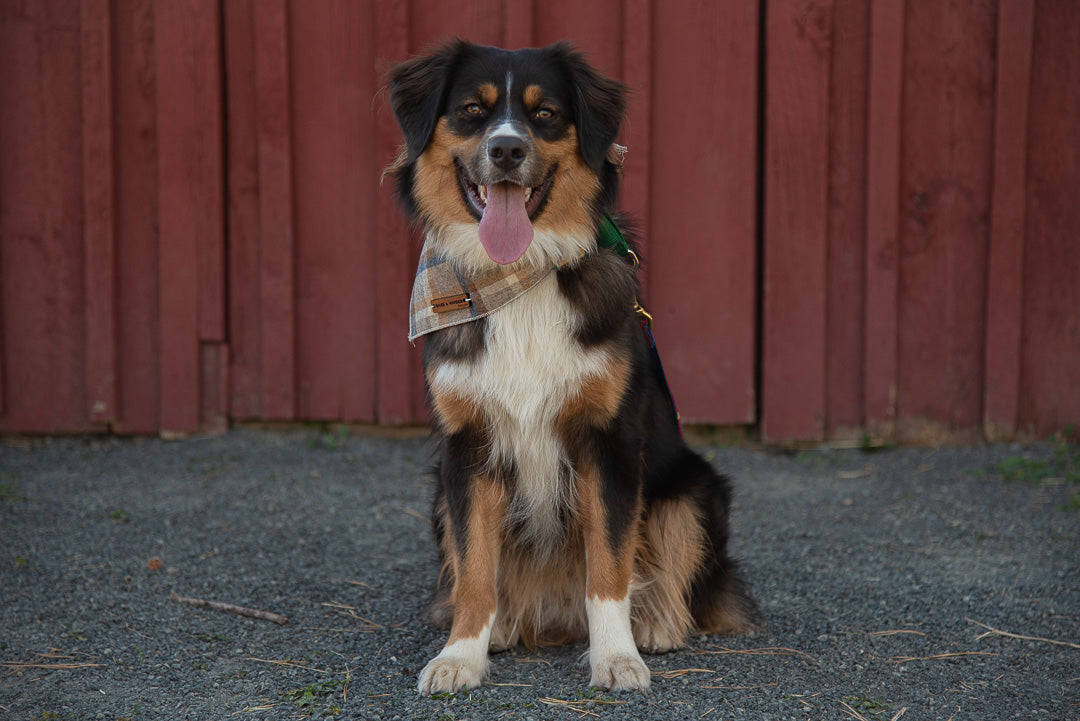 The Cedar Wool Bandana