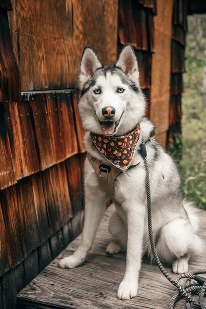 a dog is sitting on a wooden bench 