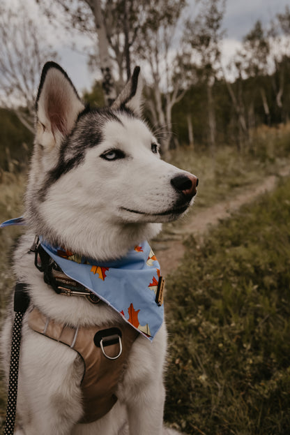 a small white dog wearing a blue bow tie 