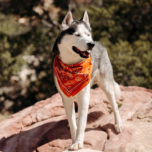 DoggieDiggz & XPLR Outdoor Adventure Bandana