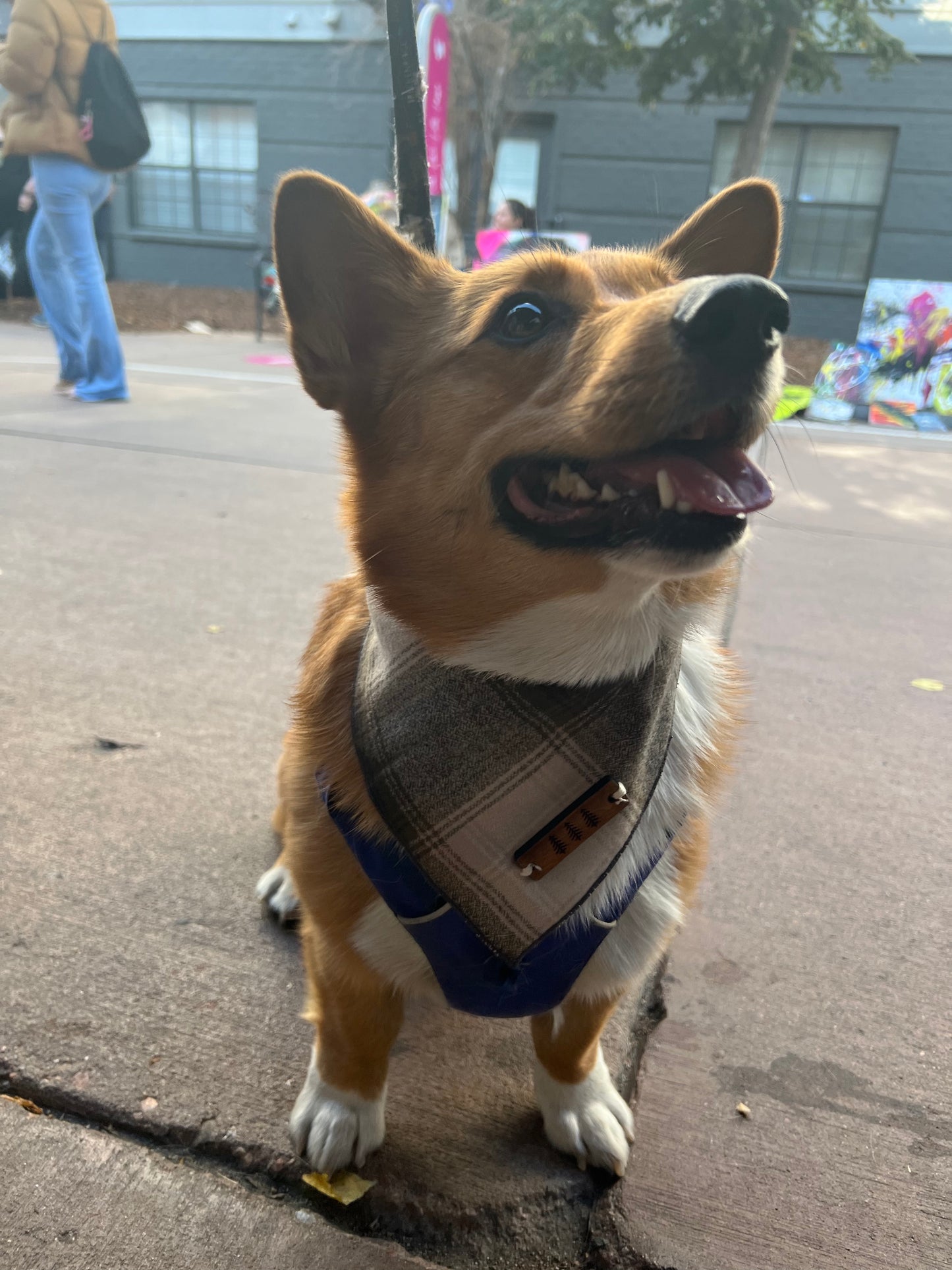 a brown and white dog sitting on a sidewalk 