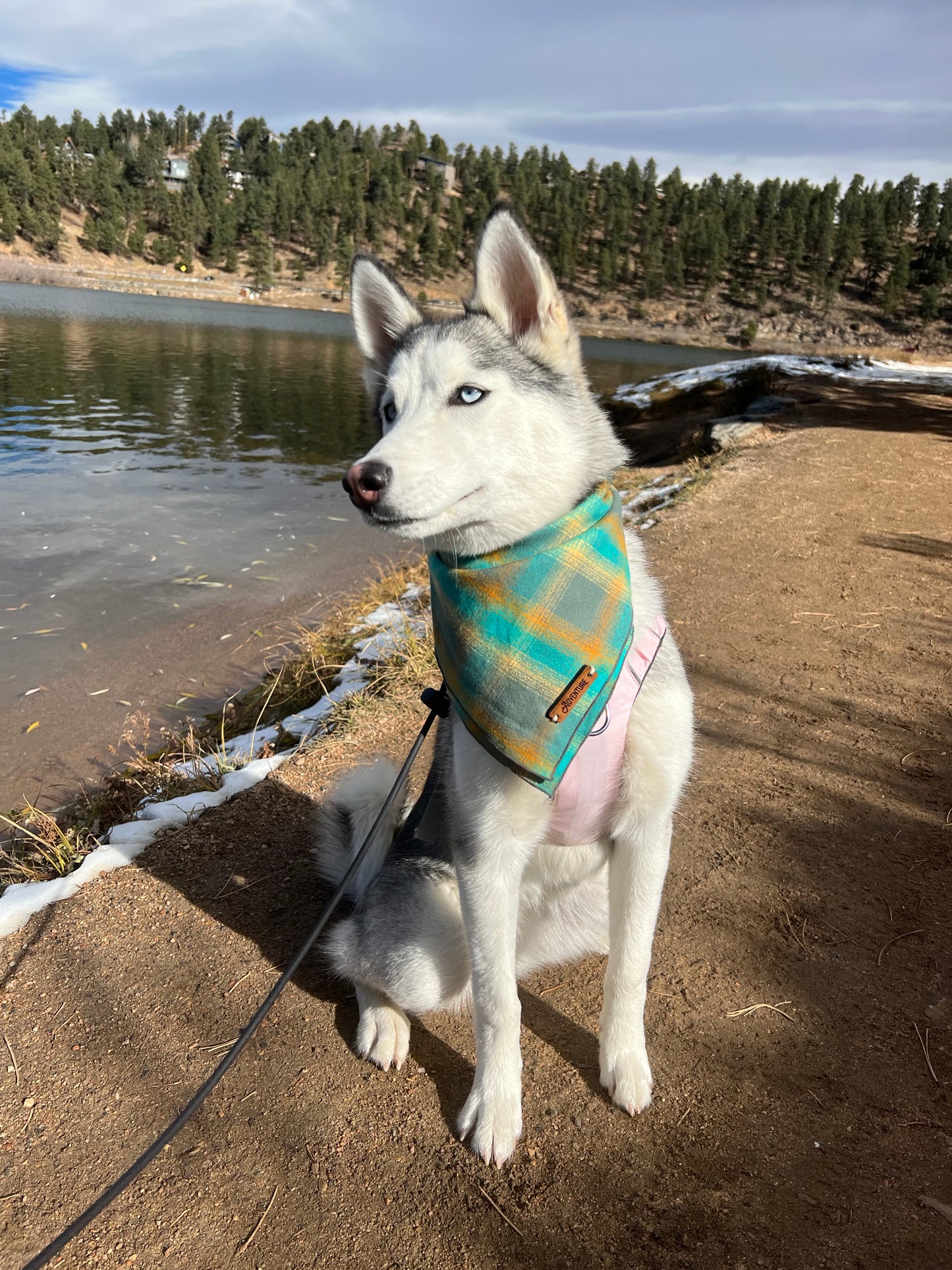 a small dog on a leash on the beach 