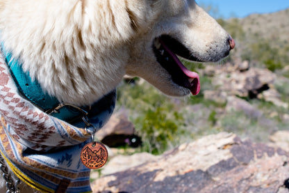 a dog that is standing on a rock 