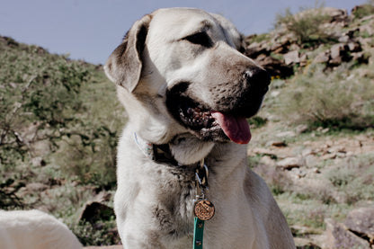 a dog that is sitting on a rock 