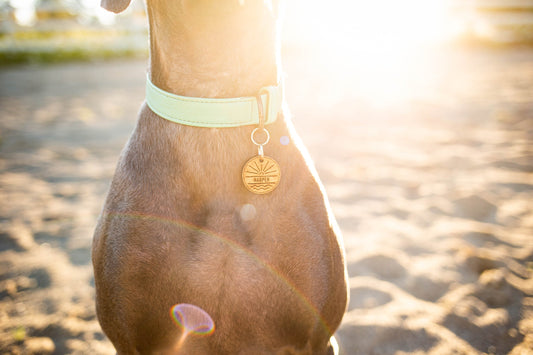 Golden Hour Pet ID Tag