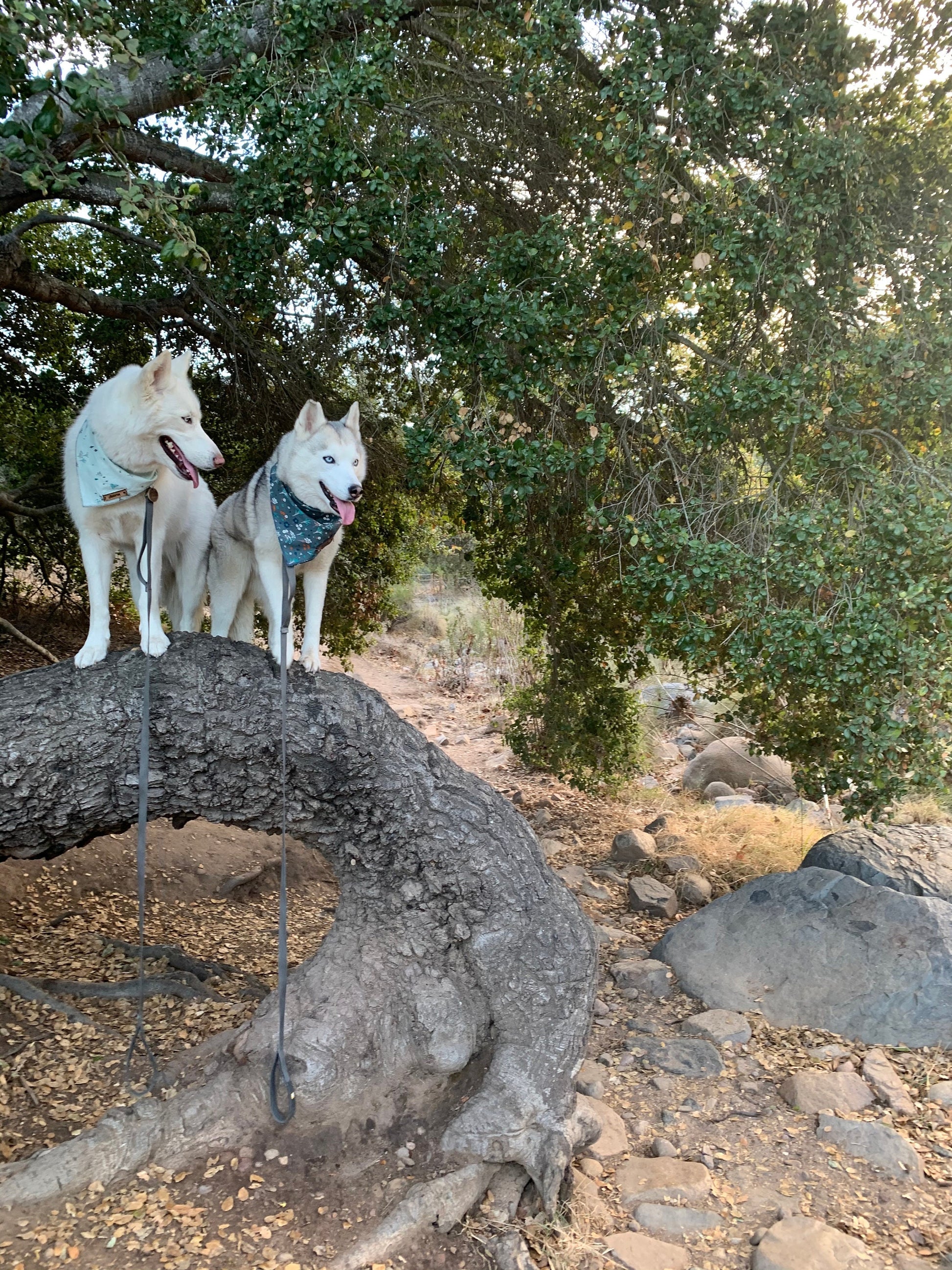 a couple of animals that are standing on a rock 