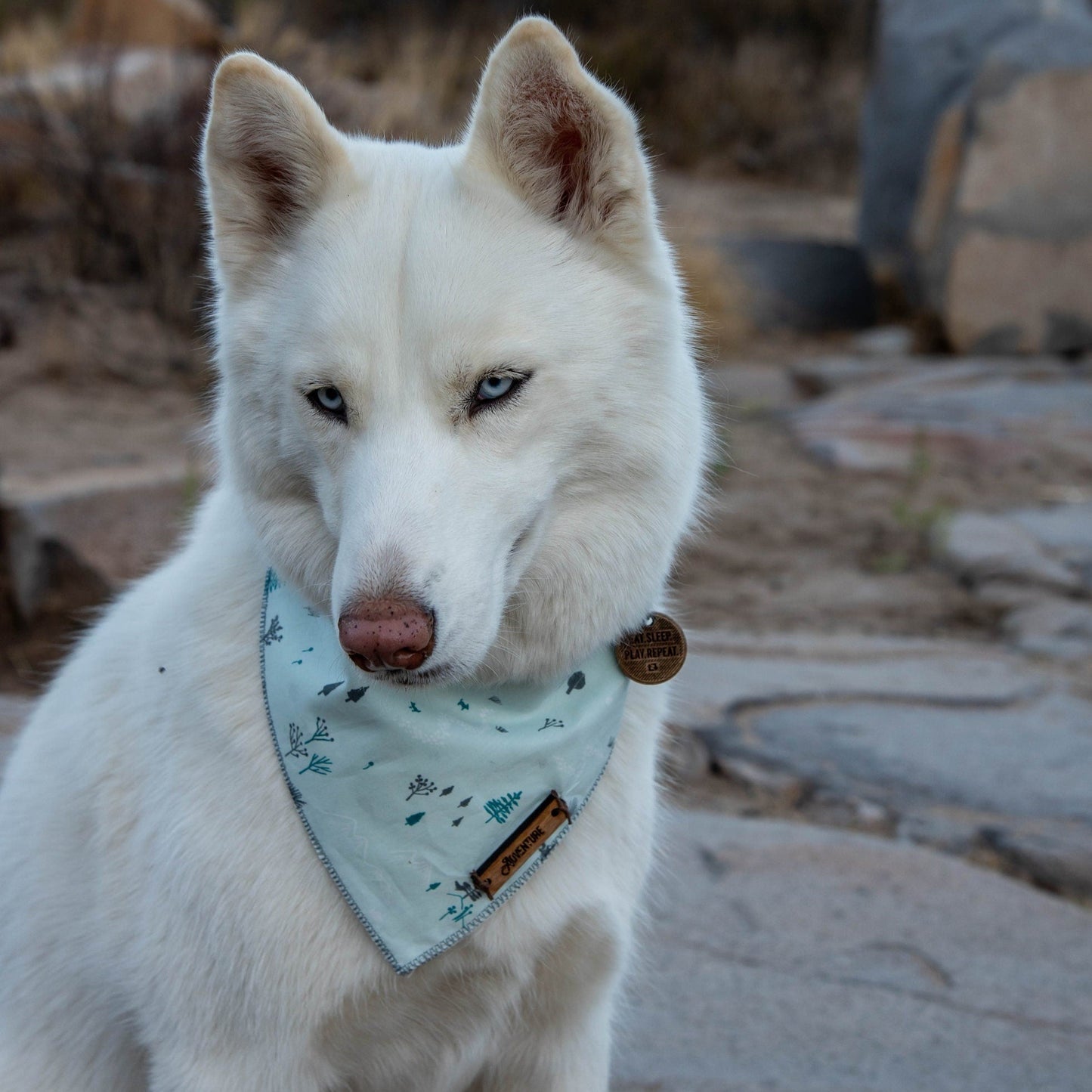 dog wearing a blue bandana