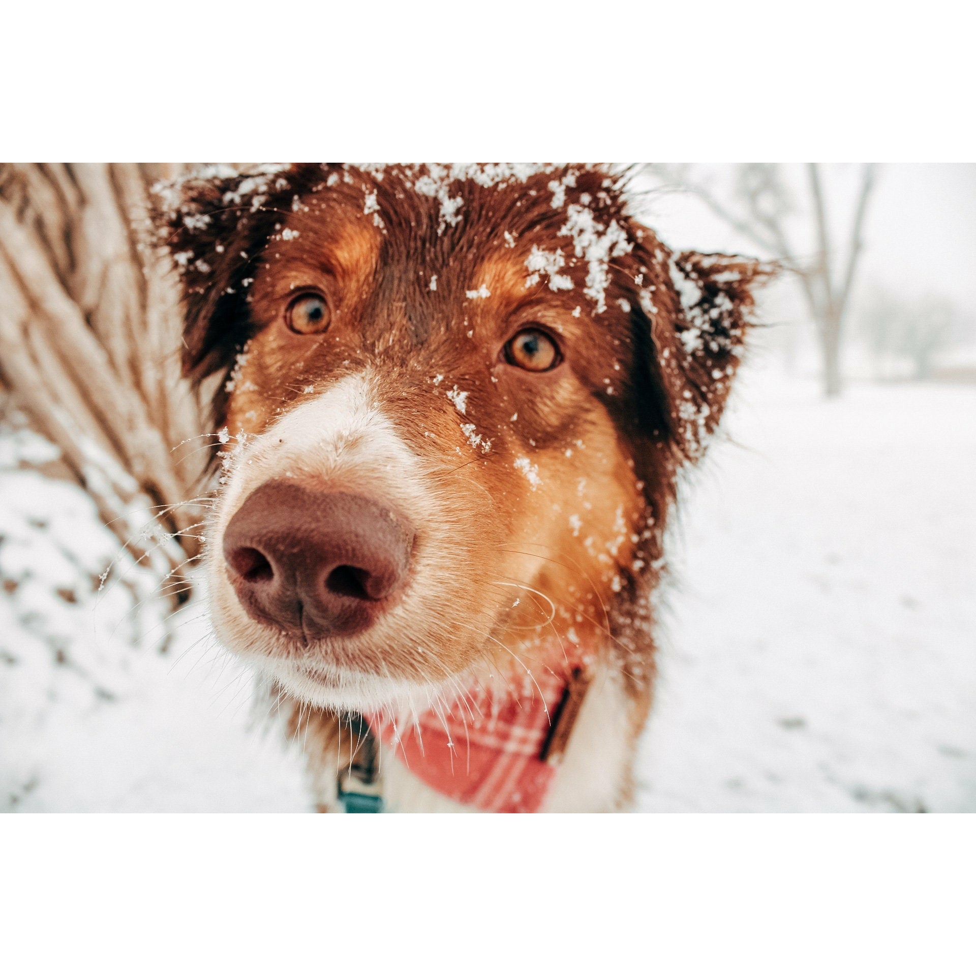 a brown and white dog standing in the snow 