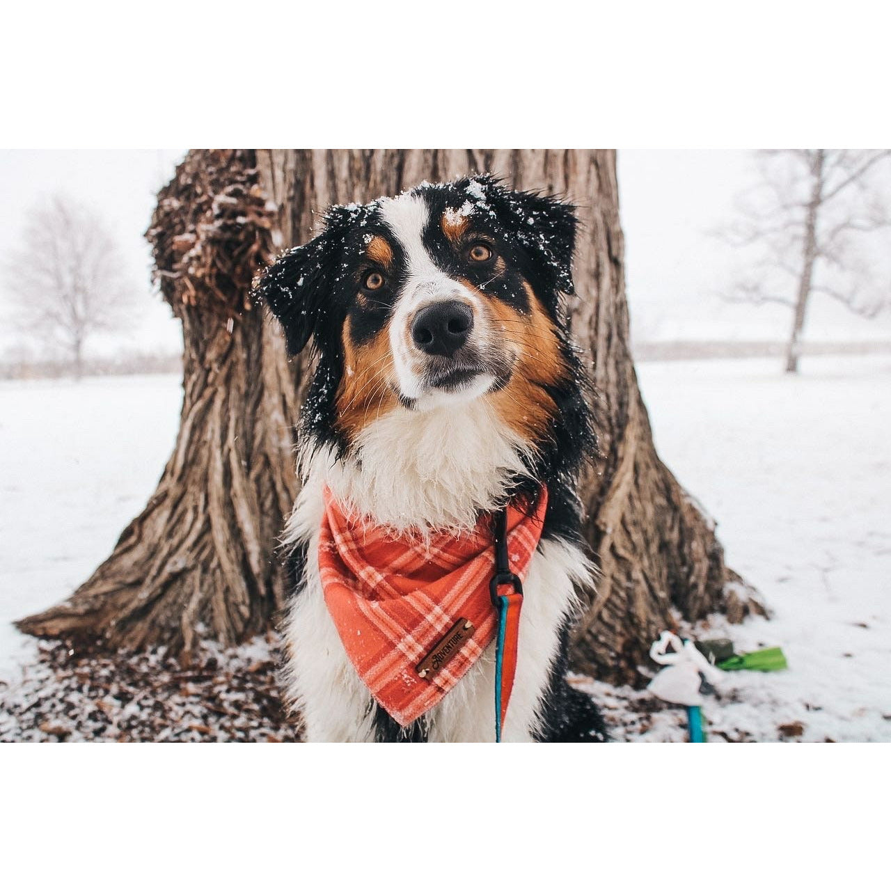 a black and white dog is standing in the snow 