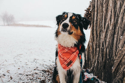 a dog wearing a pink flannel bandana