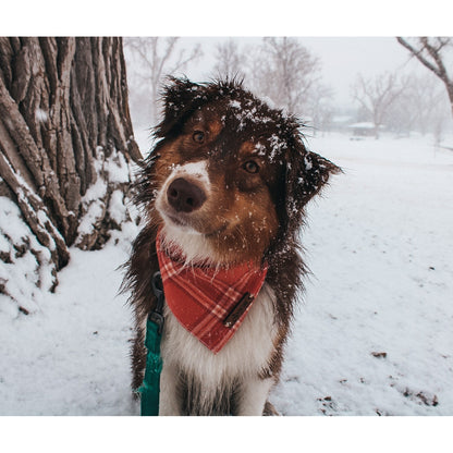 a brown and white dog wearing a red bandana 