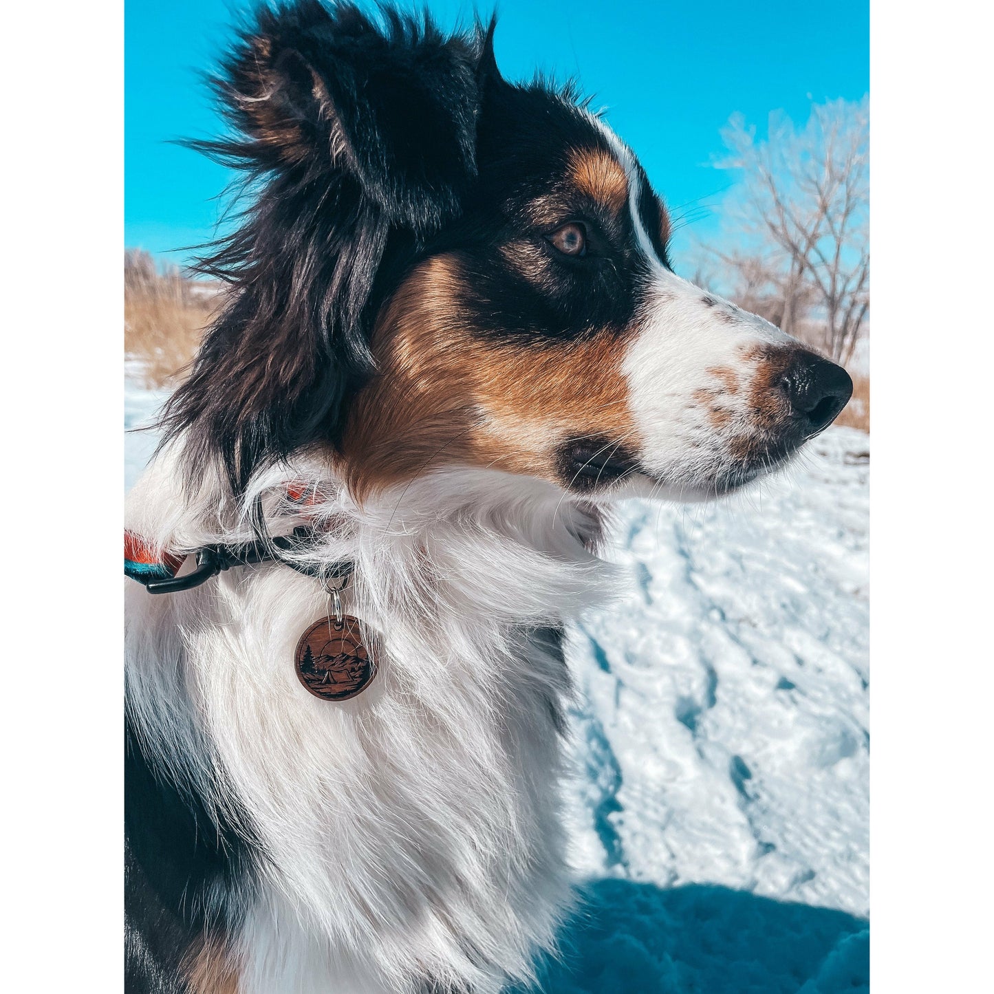 Colorado Pet ID Tag